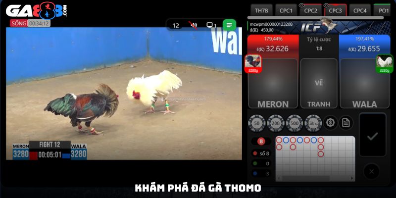 Khám phá đá gà Thomo