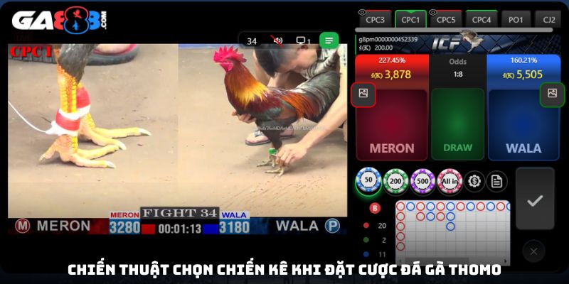 Chiến thuật chọn chiến kê khi đặt cược đá gà Thomo